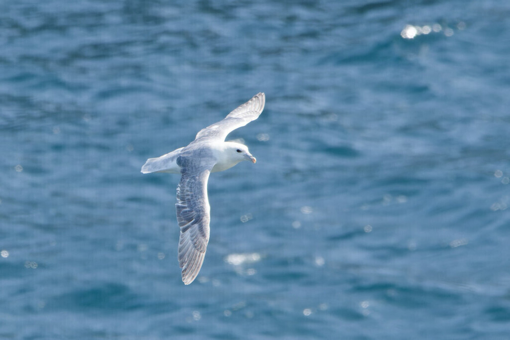 Fulmar